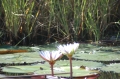 Waterlilies 2 X 2